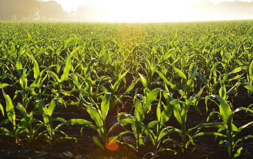 土壤养分速测仪在农业生产管理中的应用，你了解多少?